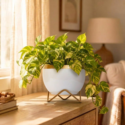 Premium Gold-Rim Metal Planters