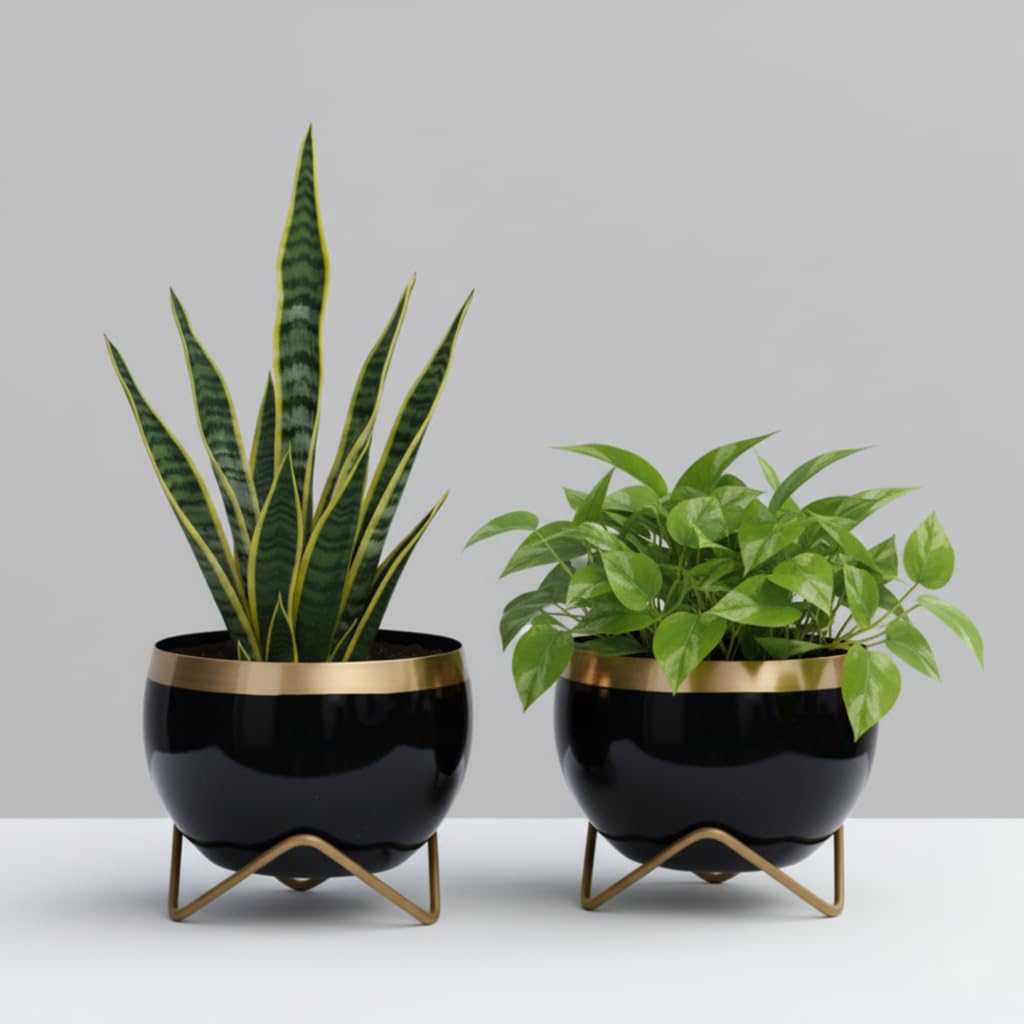 Premium Gold Rim pots