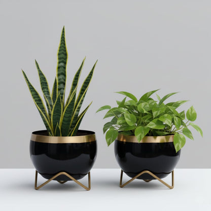 Premium Gold-Rim Metal Planters