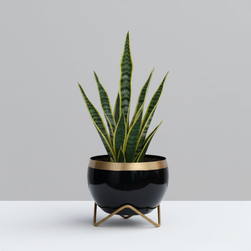 Premium Gold Rim pots