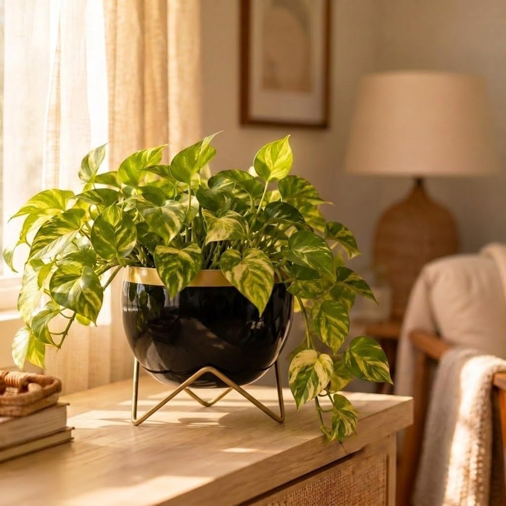 Premium Gold Rim pots